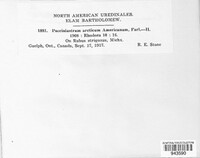 Aculeastrum arcticum image